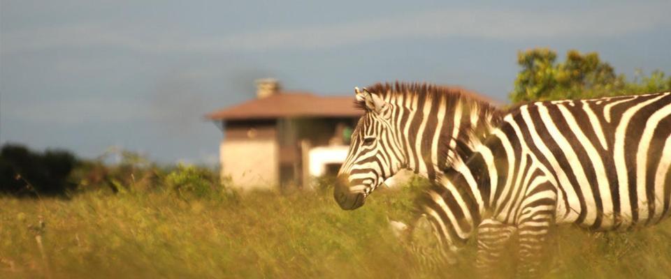 Ol Pejeta Holiday Villas 纳纽基 外观 照片