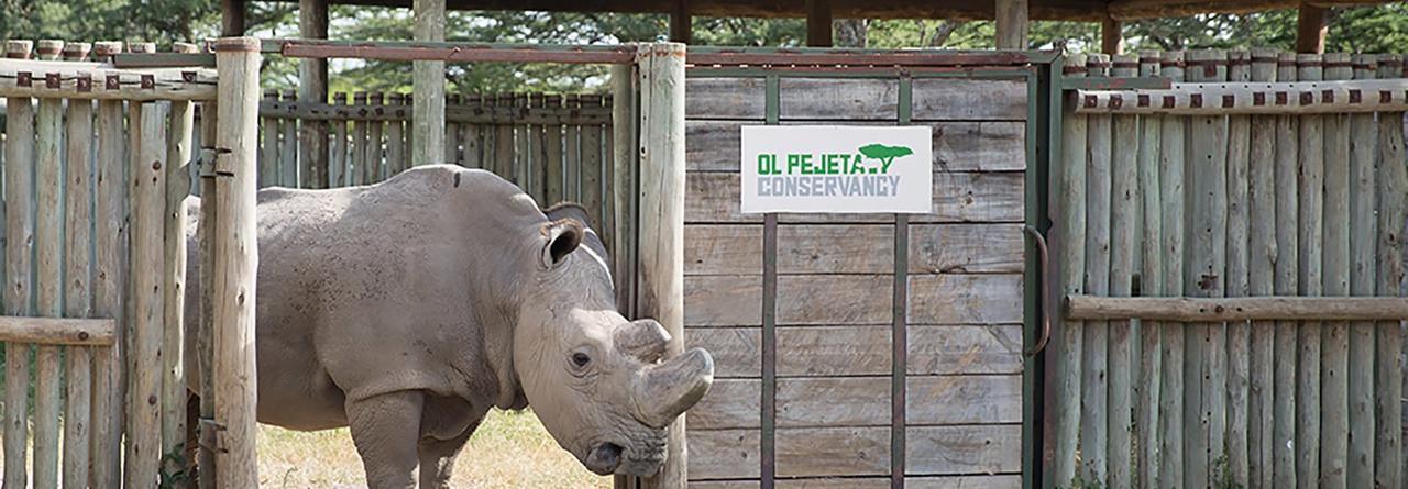 Ol Pejeta Holiday Villas 纳纽基 外观 照片